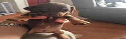 Dachshund dogs for sale: lovely mini dash for sale - Advert 4