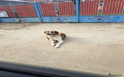Mixed Breed dogs for adoption: BENNY - a faithful dog for a Loving Home - Image 6