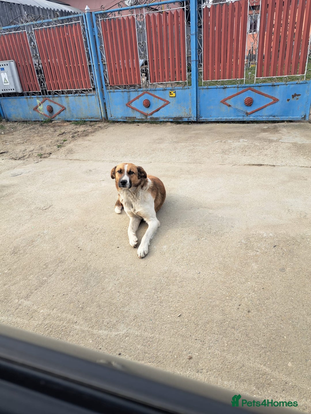 Mixed Breed dogs for adoption: BENNY - a faithful dog for a Loving Home - Image 6