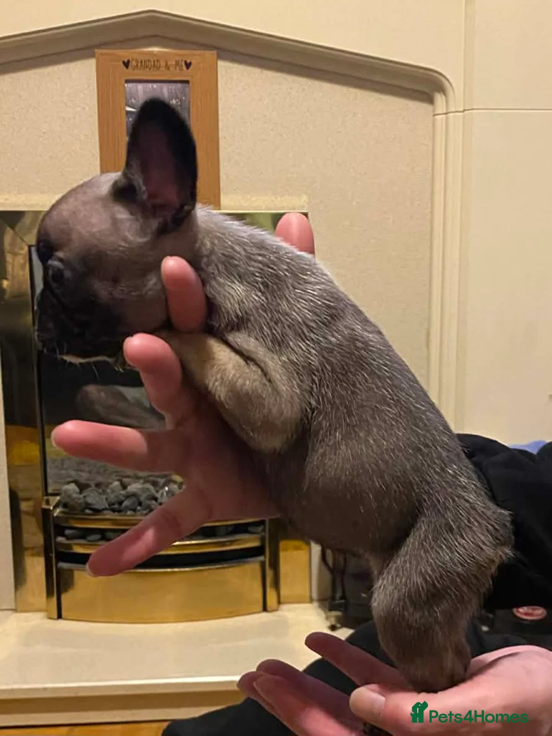 French Bulldog dogs for sale: French bulldog girls  - Advert 2