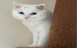 Norwegian Forest Cat cats for sale: Norwegian forest with Turkish Angora - Image 27