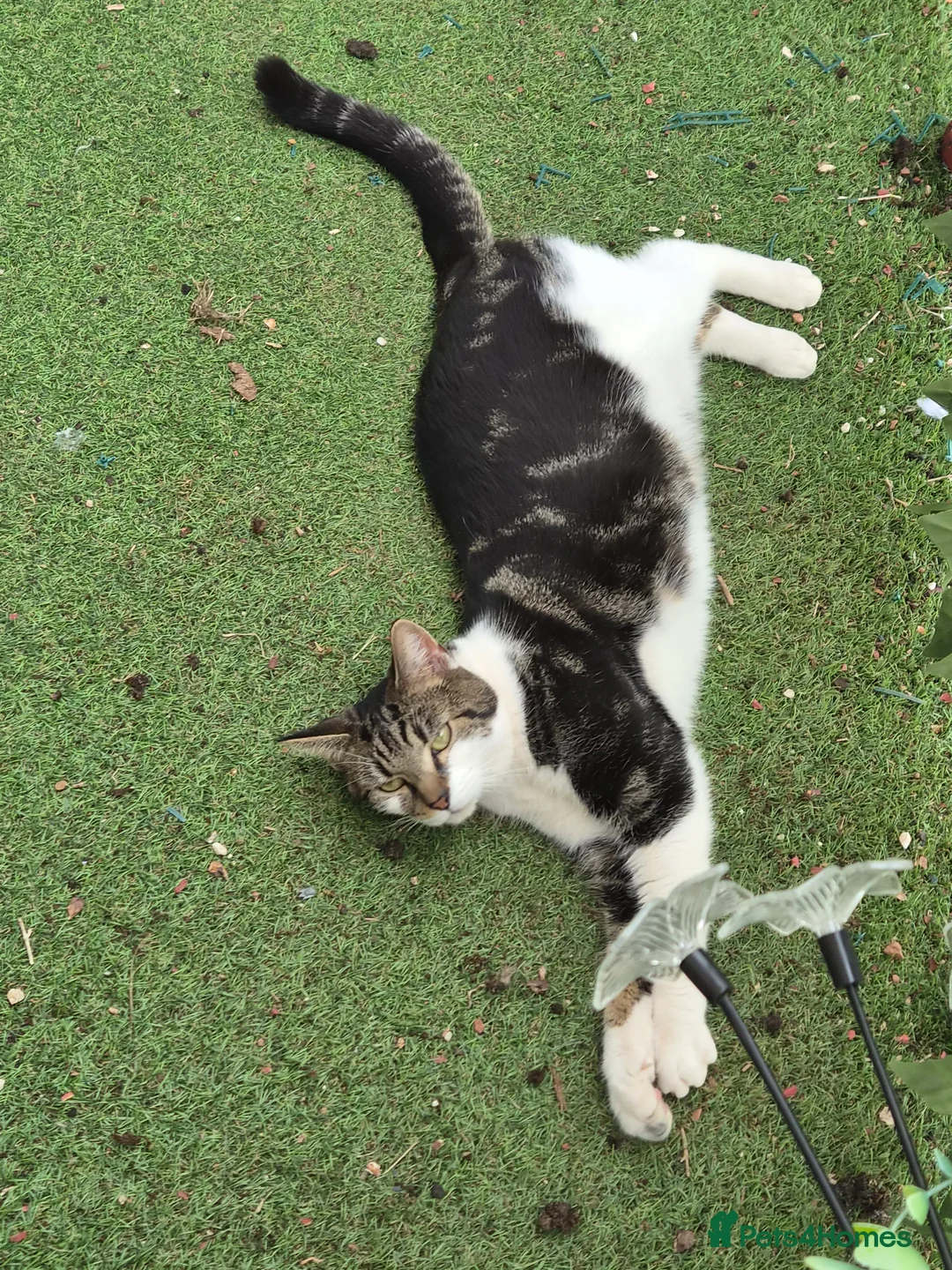 Mixed Breed cats for sale: MOWGLI in Exeter - Advert 5