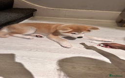 Akita dogs for sale: German Akita very chunky and active  - Image 2