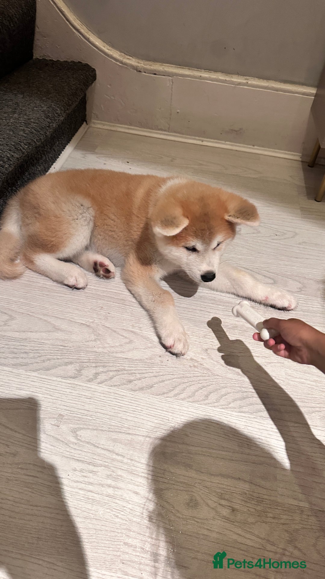 Akita dogs for sale: German Akita very chunky and active  - Image 2