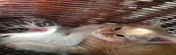 Mixed Breed cats for sale: Absolutely gorgeous BSH x bengal cross kittens - Advert 15