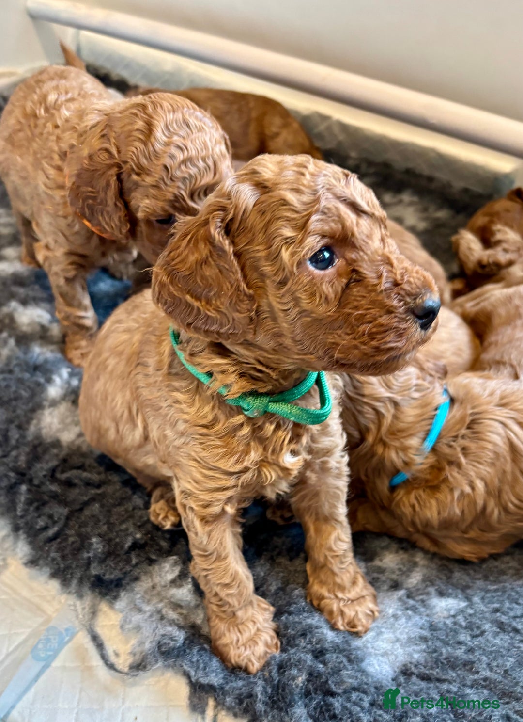 Cockapoo dogs for sale: Stunning Fox Red F1B Cockapoos only 1 girls left - Image 30