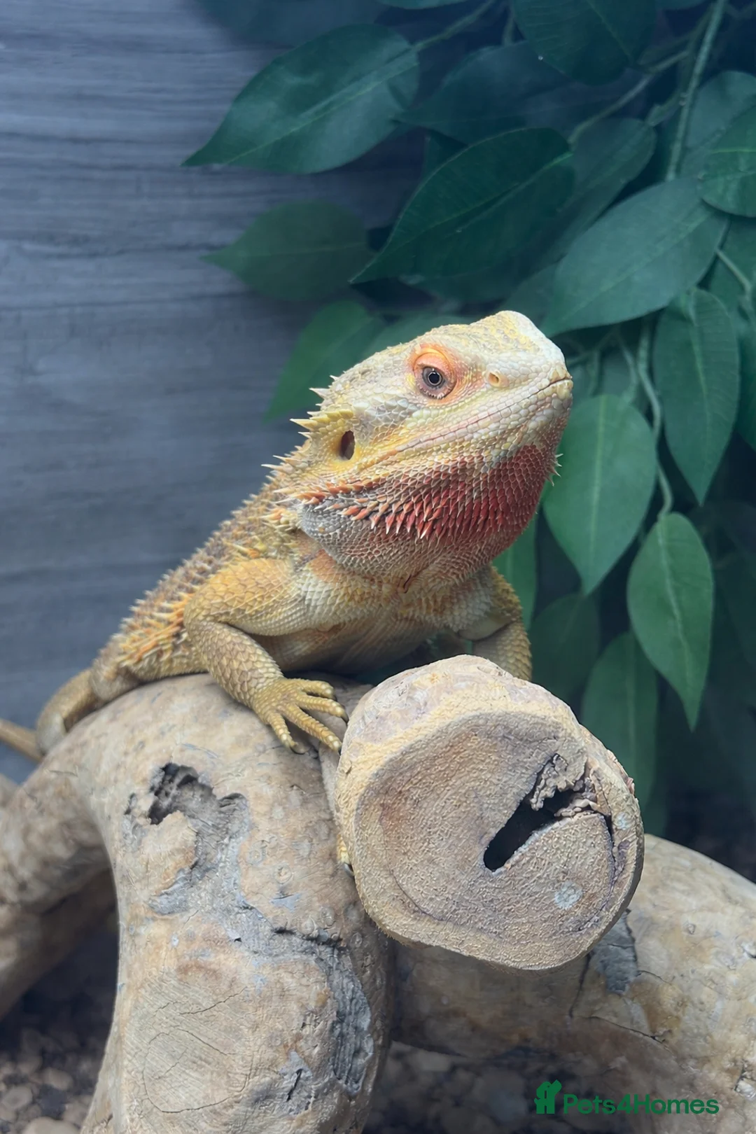 Bearded Dragon reptiles for sale: male bearded dragon- full set up included  - Advert 1