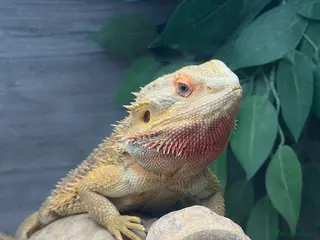 Bearded Dragon reptiles male bearded dragon- full set up included - Advert 6