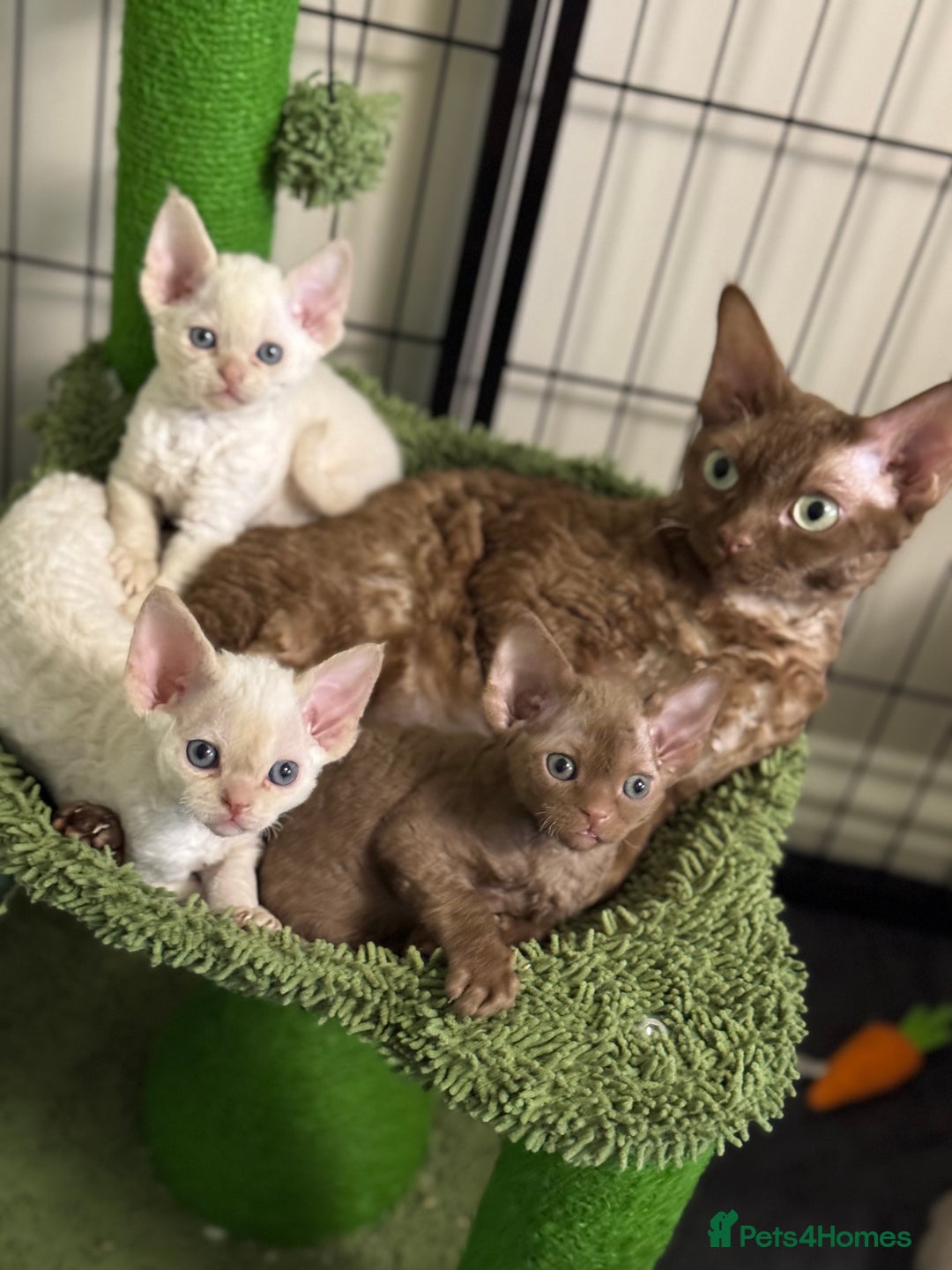 Devon Rex cats for sale: Amazing Boys Ready for 4ever home - Image 9