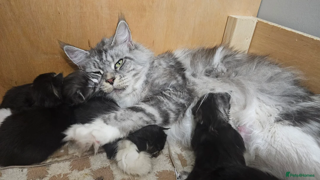 Maine Coon cats for sale: Tica reg brown tabby male kitten - Advert 1
