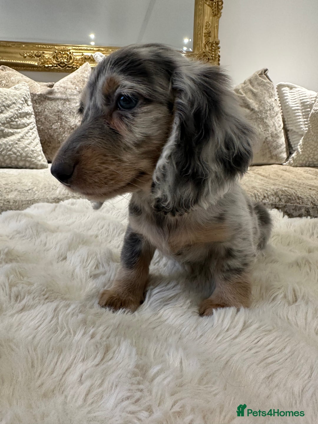 Miniature Dachshund dogs for sale: ** miniature long haired dachshunds ** in Upminster - Image 17