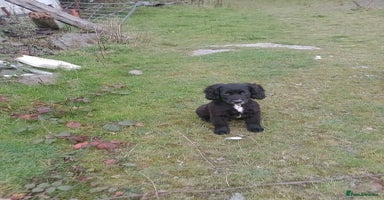 Sprocker dogs - Advert 3