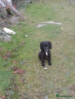Sprocker dogs - Advert 3
