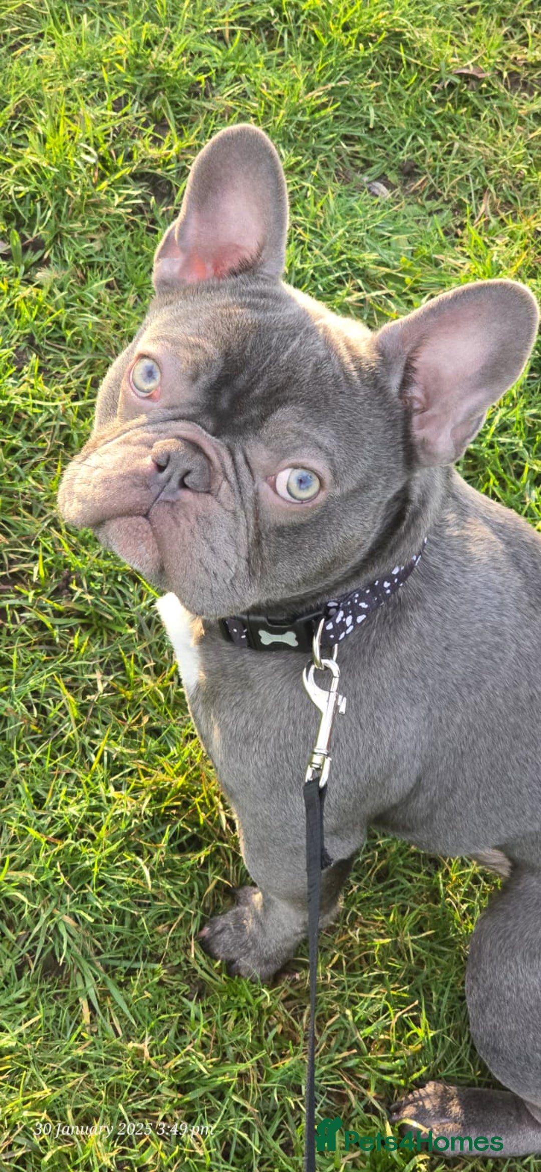 French Bulldog dogs for sale: French bulldog  - Image 13