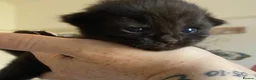Mixed Breed cats for sale: Tux kittens - Advert 4