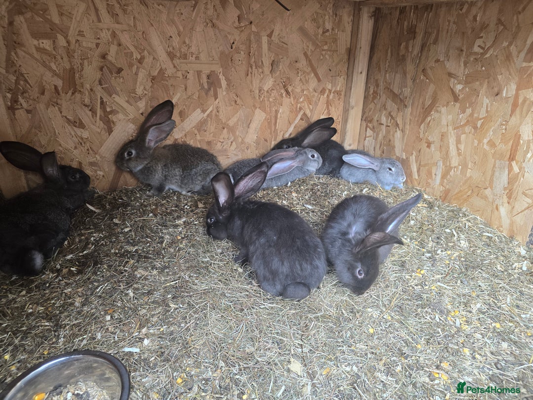 Continental Giant rabbits for sale: giant content - Image 3