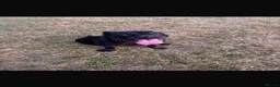 Cane Corso dogs for sale: Jorgie’s Story - Advert 3