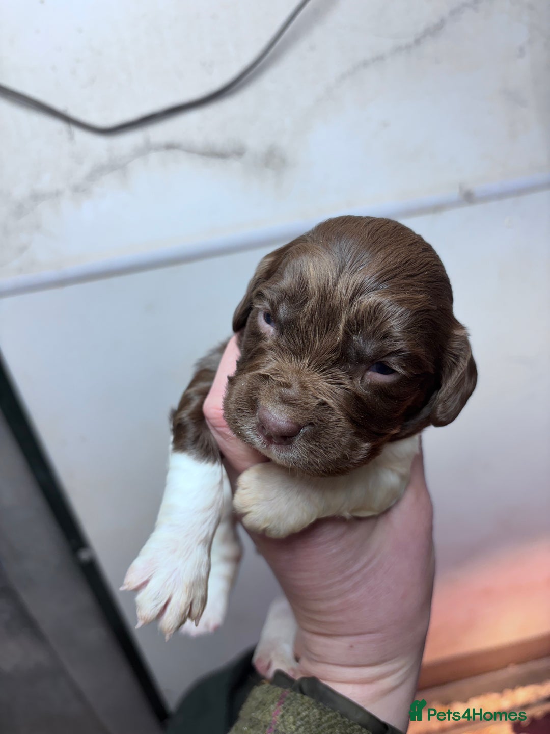 English Springer Spaniel dogs for sale: Springer spaniel Puppies  - Advert 10