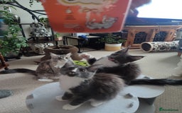 Maine Coon cats for sale: Three adorable Main kittens  - Image 10