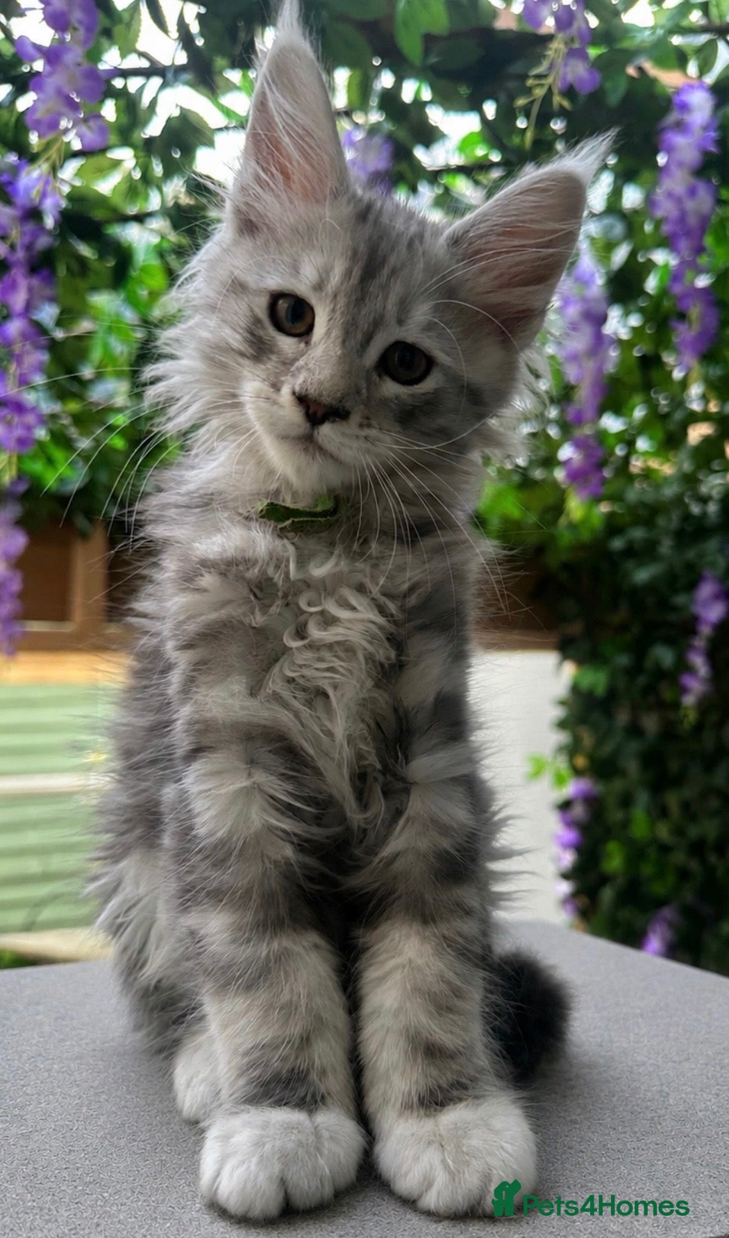 Maine Coon cats Beautiful tica registered mainecoon babies  - Advert 1