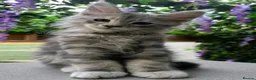 Maine Coon cats for sale: Beautiful tica registered mainecoon babies  - Advert 2