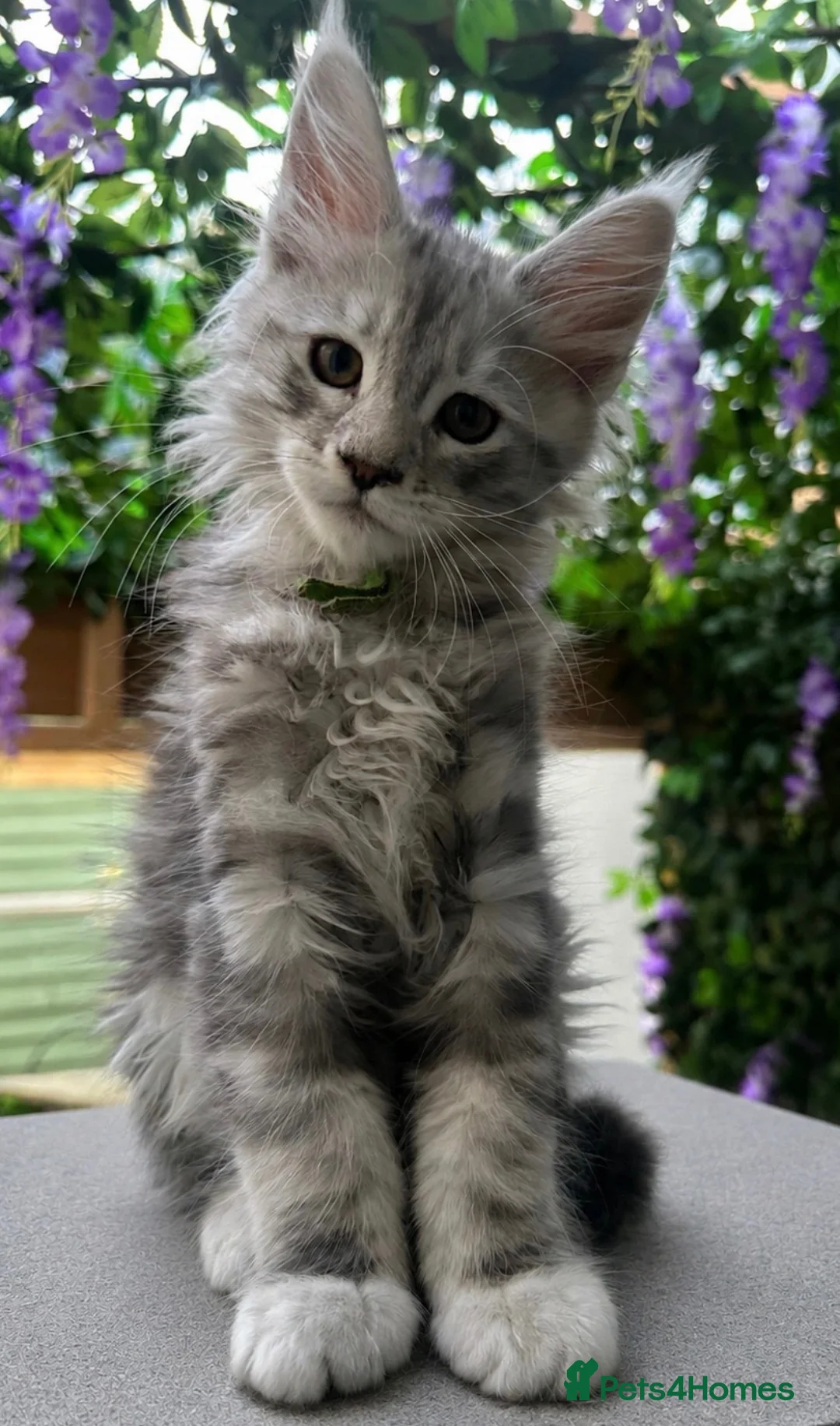 Maine Coon cats for sale: Beautiful tica registered mainecoon babies  - Advert 2