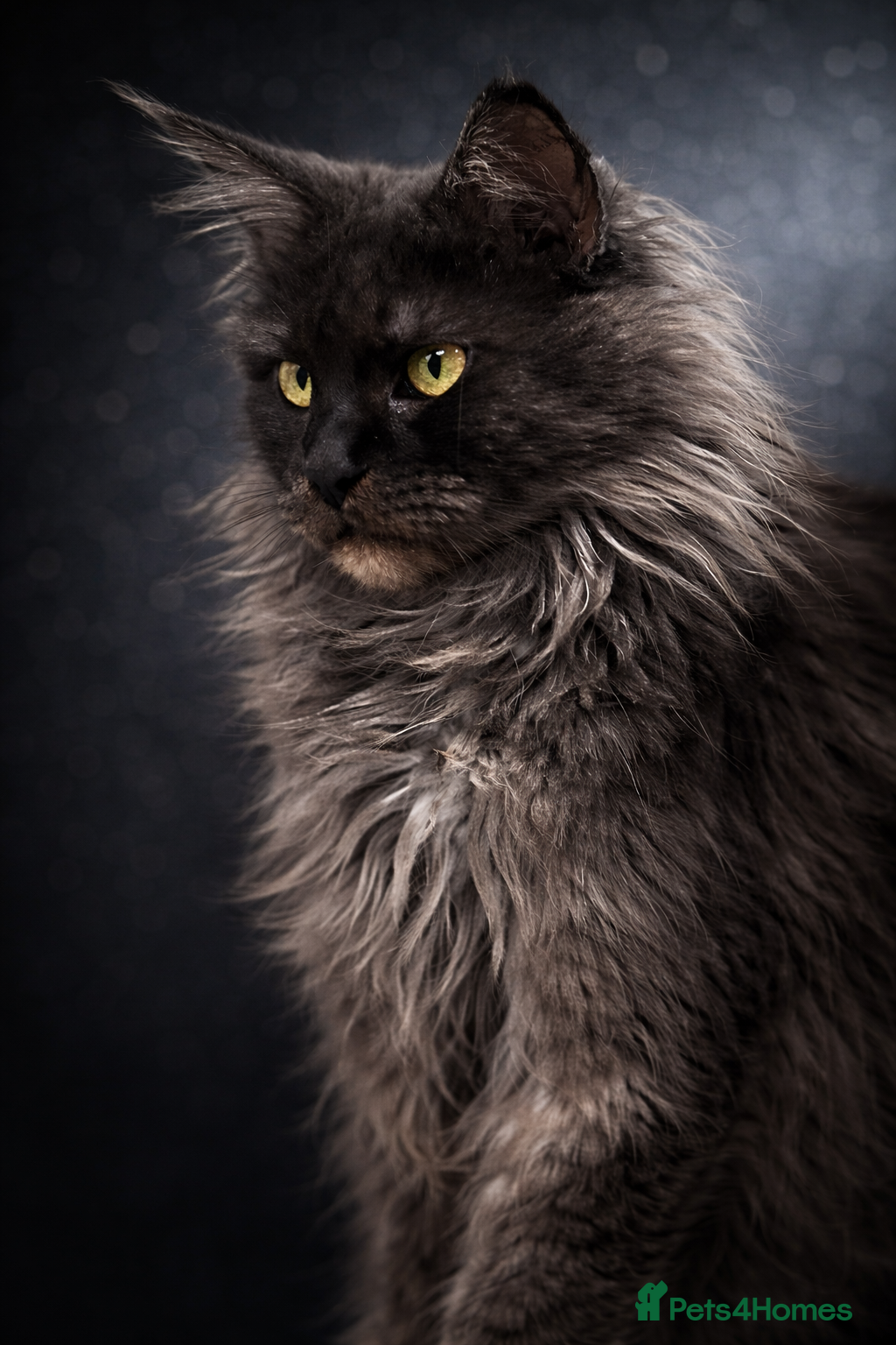 Maine Coon cats Maine coon - Advert 1