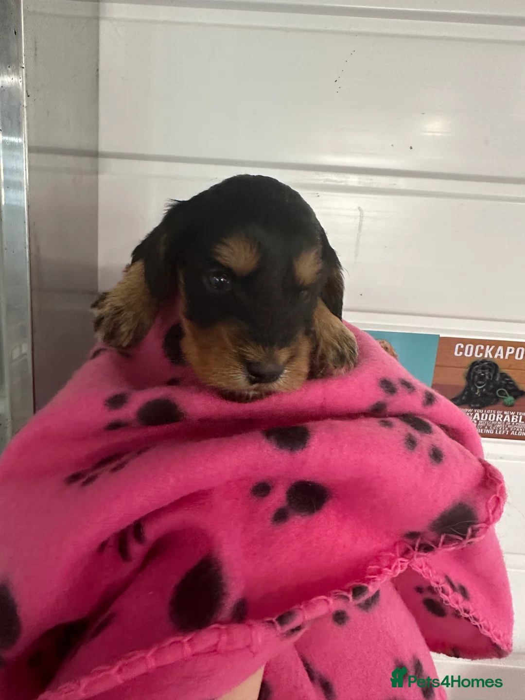 Miniature Poodle dogs for stud: mintiure poodle stud only kc health tested in Ely - Advert 22