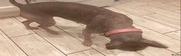 Mixed Breed dogs for sale: Hairless standard sized mixed breed girl - Advert 2