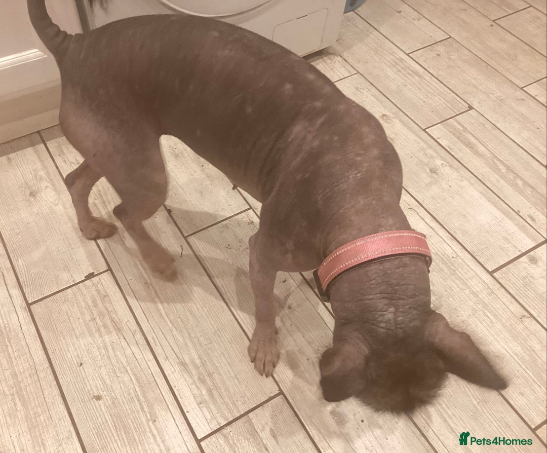 Mixed Breed dogs for sale: Hairless standard sized mixed breed girl - Advert 2