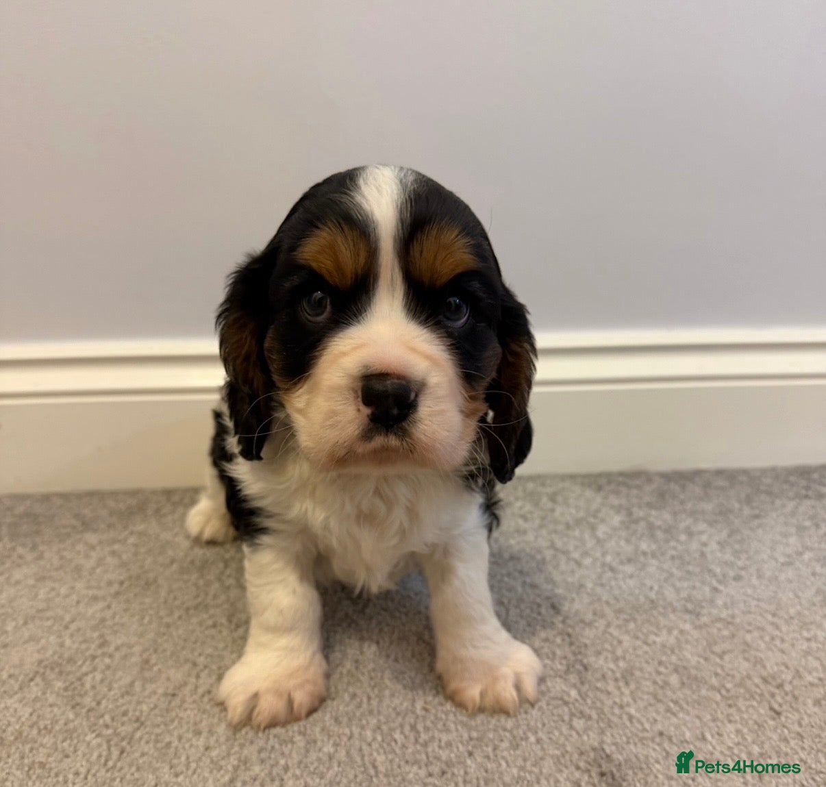 Cavalier King Charles Spaniel dogs Beautiful health tested cavalier King Charles  - Advert 1