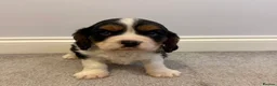 Cavalier King Charles Spaniel dogs for sale: Beautiful health tested cavalier King Charles  - Advert 2