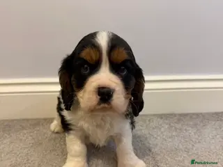 Cavalier King Charles Spaniel dogs Beautiful health tested cavalier King Charles - Advert 5
