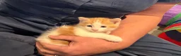 Mixed Breed cats for sale: Gorgeous Little Ginger Boy - Advert 4
