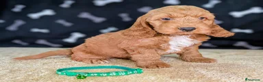 Green collar boy ID 2317