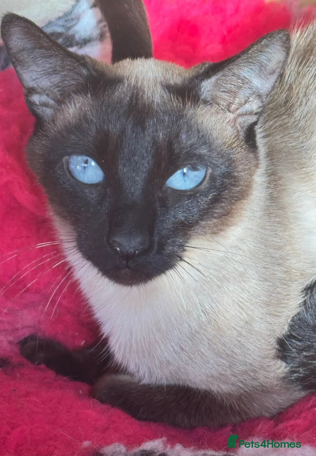 Siamese cats for sale: Seal point Siamese kitten male - Advert 7