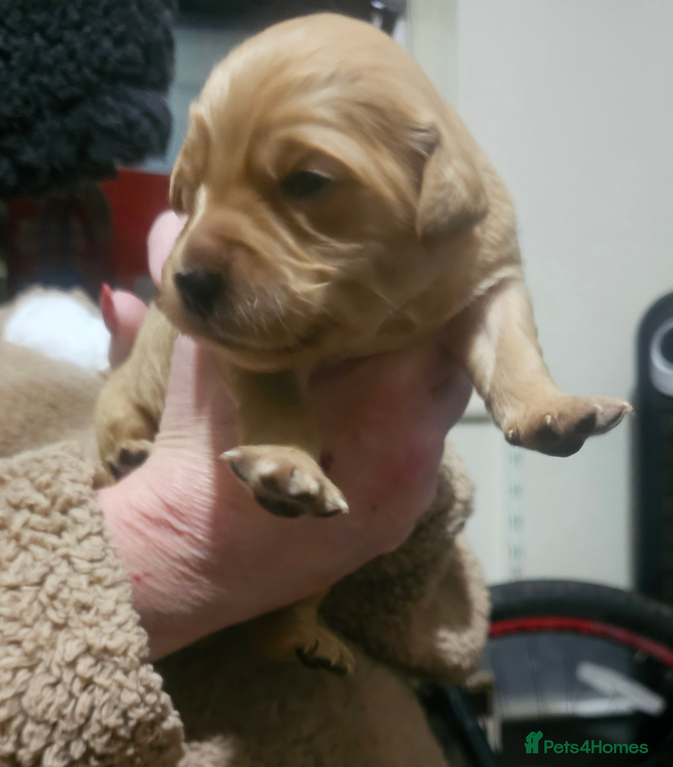 Golden Retriever dogs Amazing shades long awaited litter - Advert 2