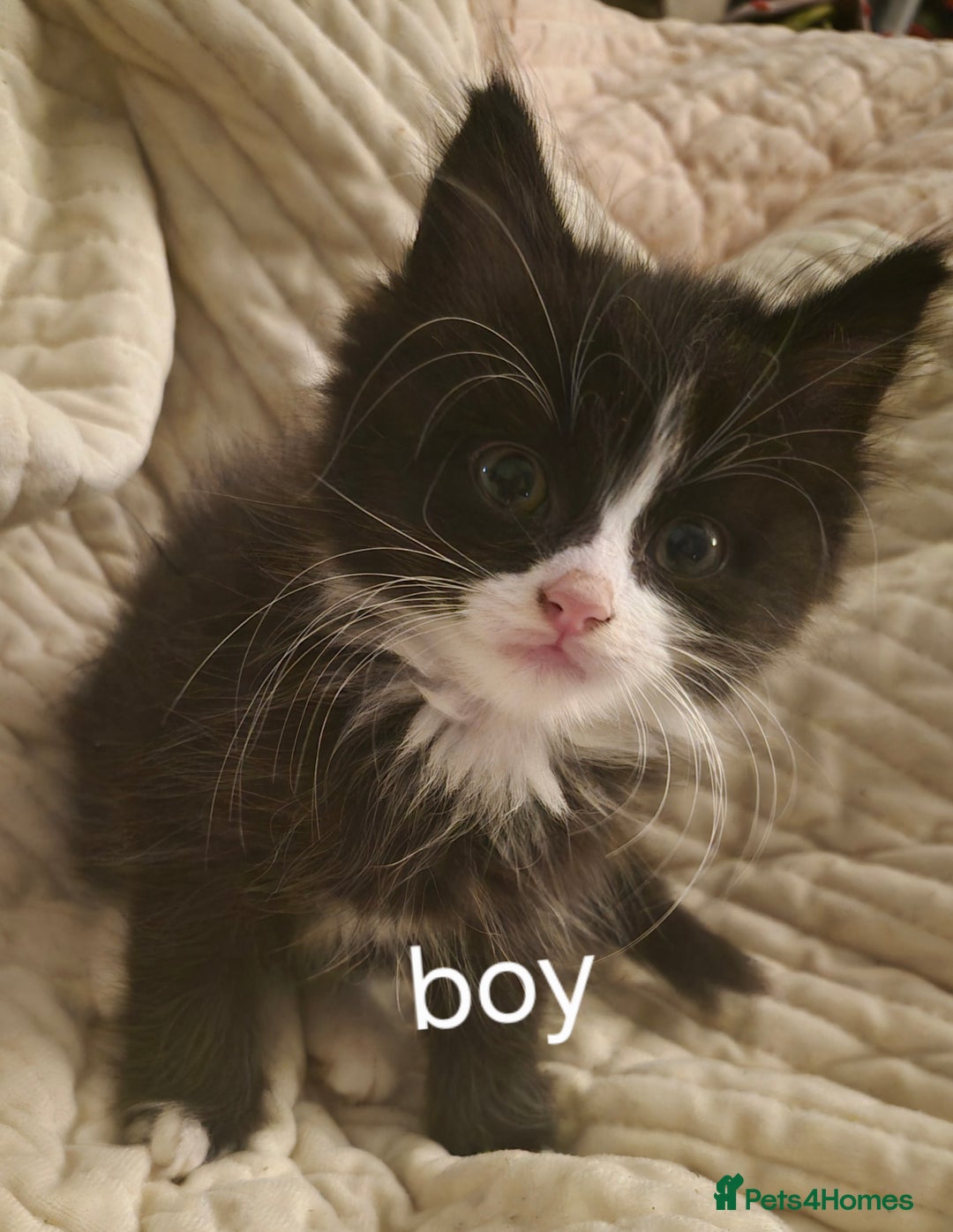 Mixed Breed cats for sale: 3 beautiful kittens  - Image 8