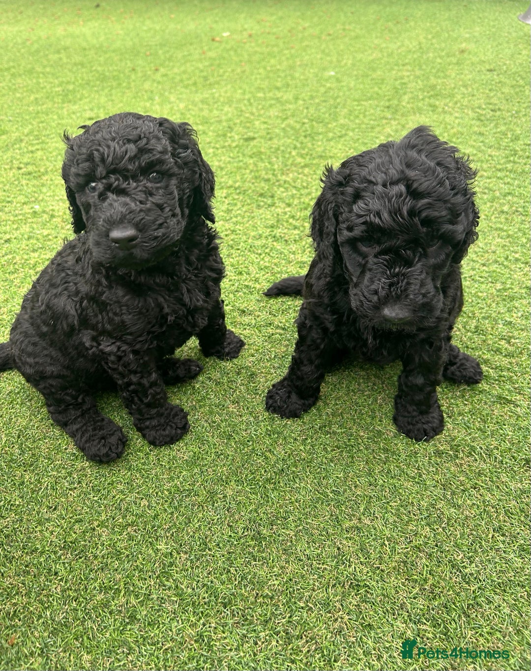Bernedoodle dogs for sale: Bernedoodle puppies  - Advert 13