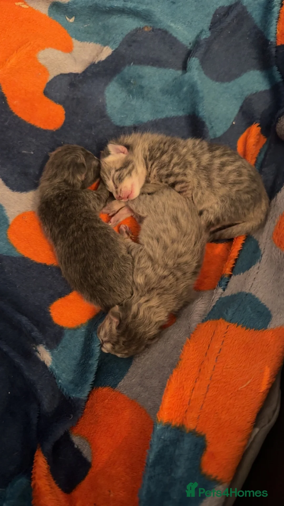 Mixed Breed cats for sale: Beautiful fur babies 🐱 - Advert 2