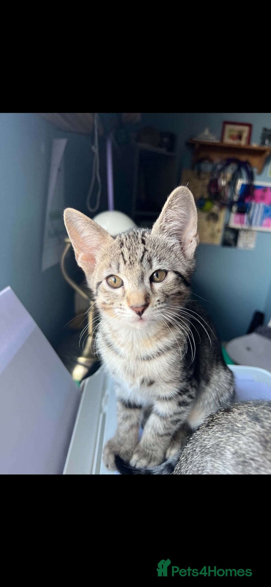 Mixed Breed cats Female kitten for sale - Advert 3