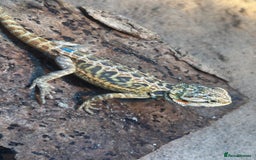 Bearded Dragon reptiles for sale: Bearded Dragons - stunning babies  - Image 13