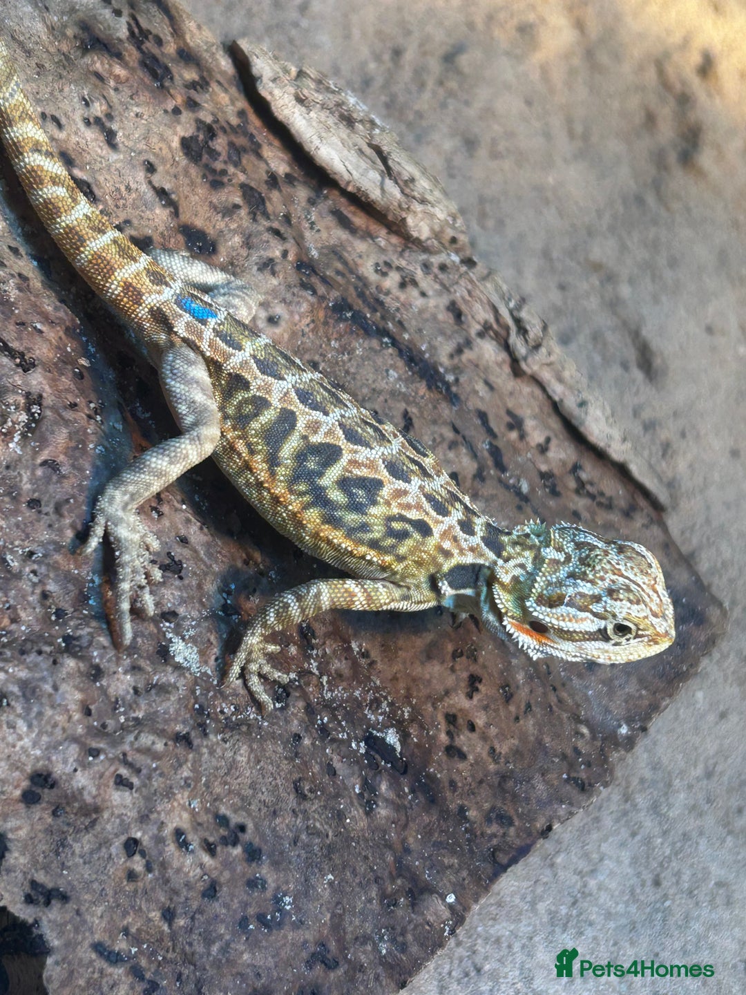 Bearded Dragon reptiles for sale: Bearded Dragons - stunning babies  - Image 13
