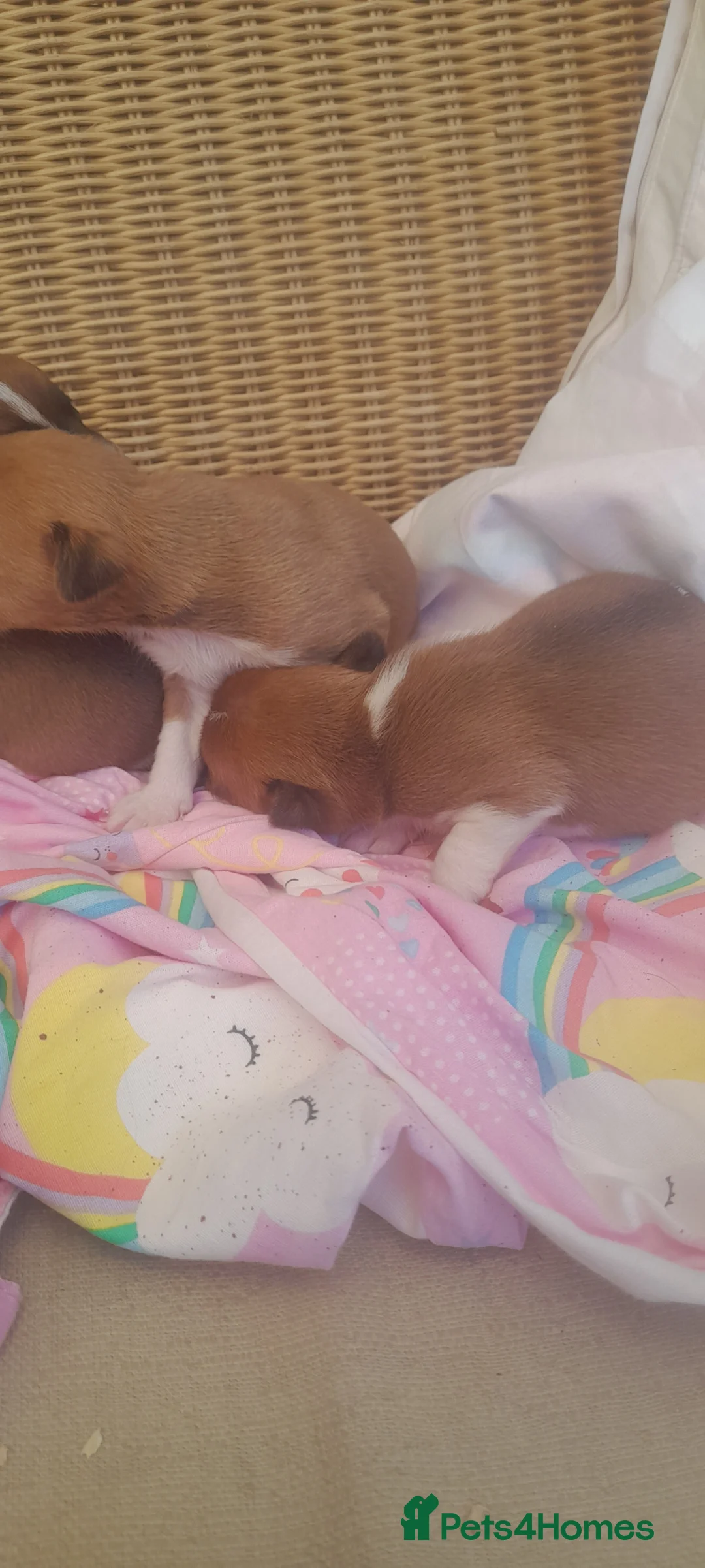 Plummer Terrier dogs for sale: Plummer terrier pups - Advert 10