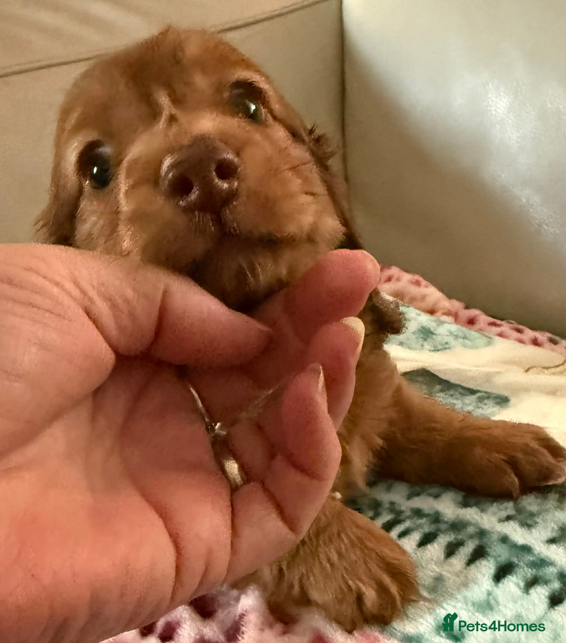 Miniature Dachshund dogs Long hair miniature dachshund red boy 💙 - Advert 1