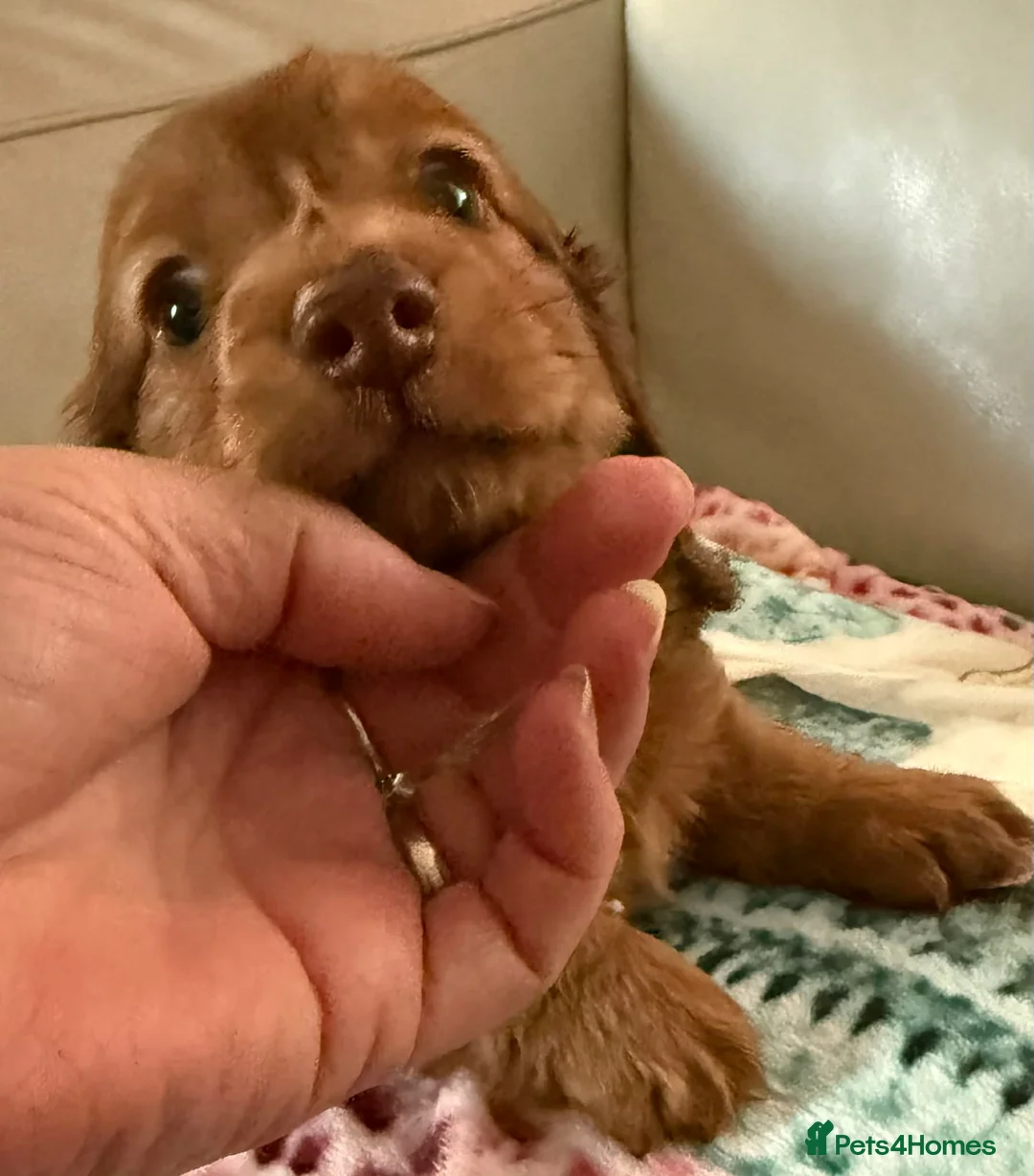 Miniature Dachshund dogs for sale: Long hair miniature dachshund red boy 💙 - Advert 1