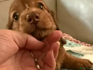 Miniature Dachshund dogs Long hair miniature dachshund red boy 💙 - Advert 1