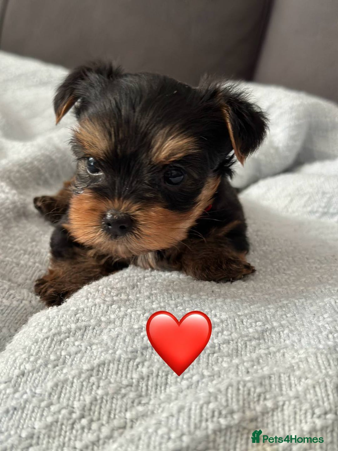 Yorkshire Terrier dogs for sale: Miniature Yorkie Puppies – Boy and Girl - Advert 1