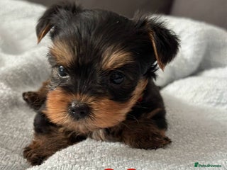 Yorkshire Terrier dogs Miniature Yorkie Puppies – Boy and Girl - Advert 4