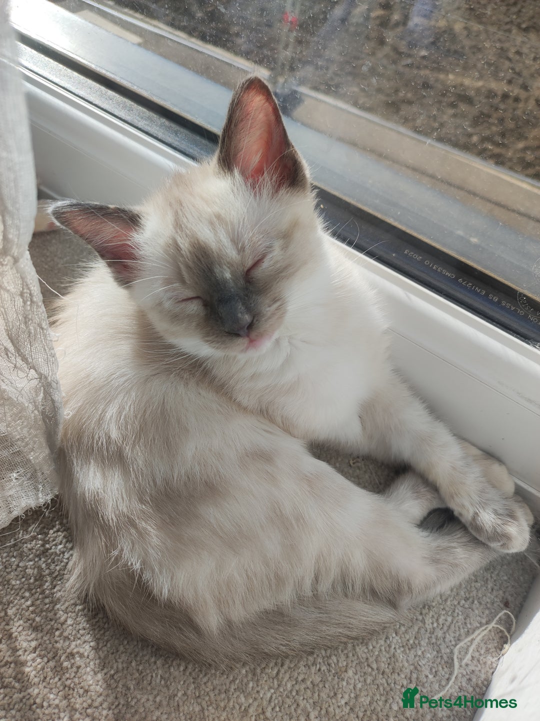 Ragdoll cats for sale: I'm selling a mother cat and her daughter - Image 3